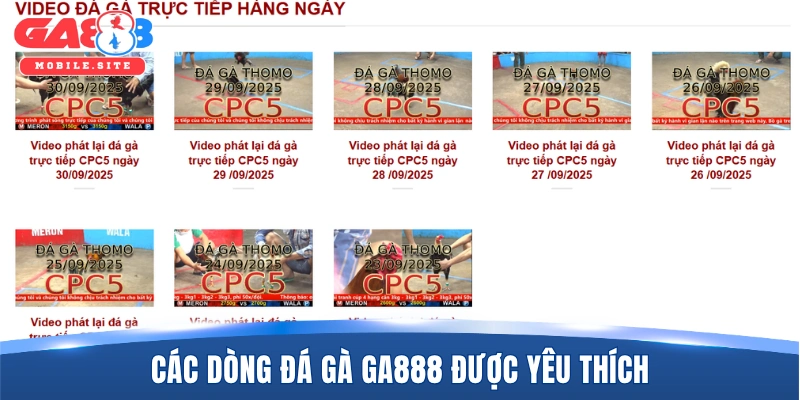 Đá Gà GA888 3 Các dòng đá gà GA888 được yêu thích