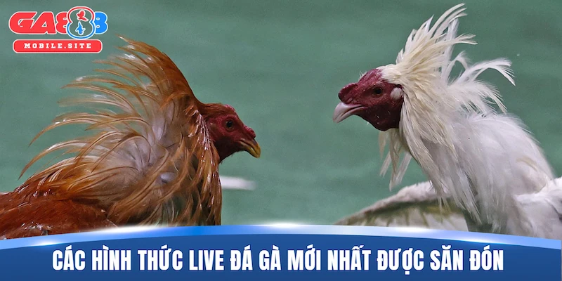 Live Đá Gà Mới Nhất – Sức Hút Từ Các Đấu Trường Đẳng Cấp 3 Điểm qua các hình thức live đá gà mới nhất được săn đón