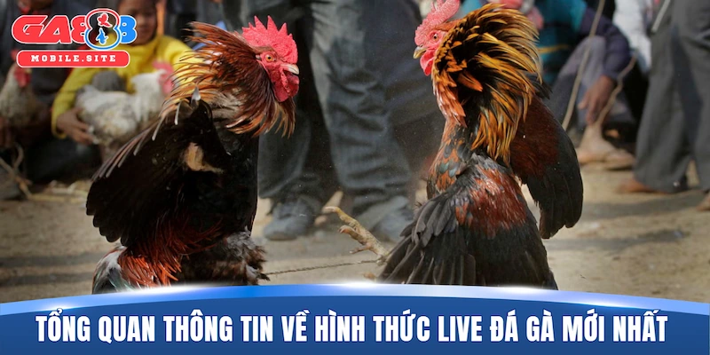 Live Đá Gà Mới Nhất – Sức Hút Từ Các Đấu Trường Đẳng Cấp 1 Tổng quan thông tin về hình thức live đá gà mới nhất