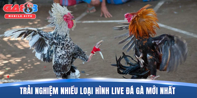 Live Đá Gà Mới Nhất – Sức Hút Từ Các Đấu Trường Đẳng Cấp 2 Trải nghiệm nhiều loại hình live đá gà mới nhất đặc sắc